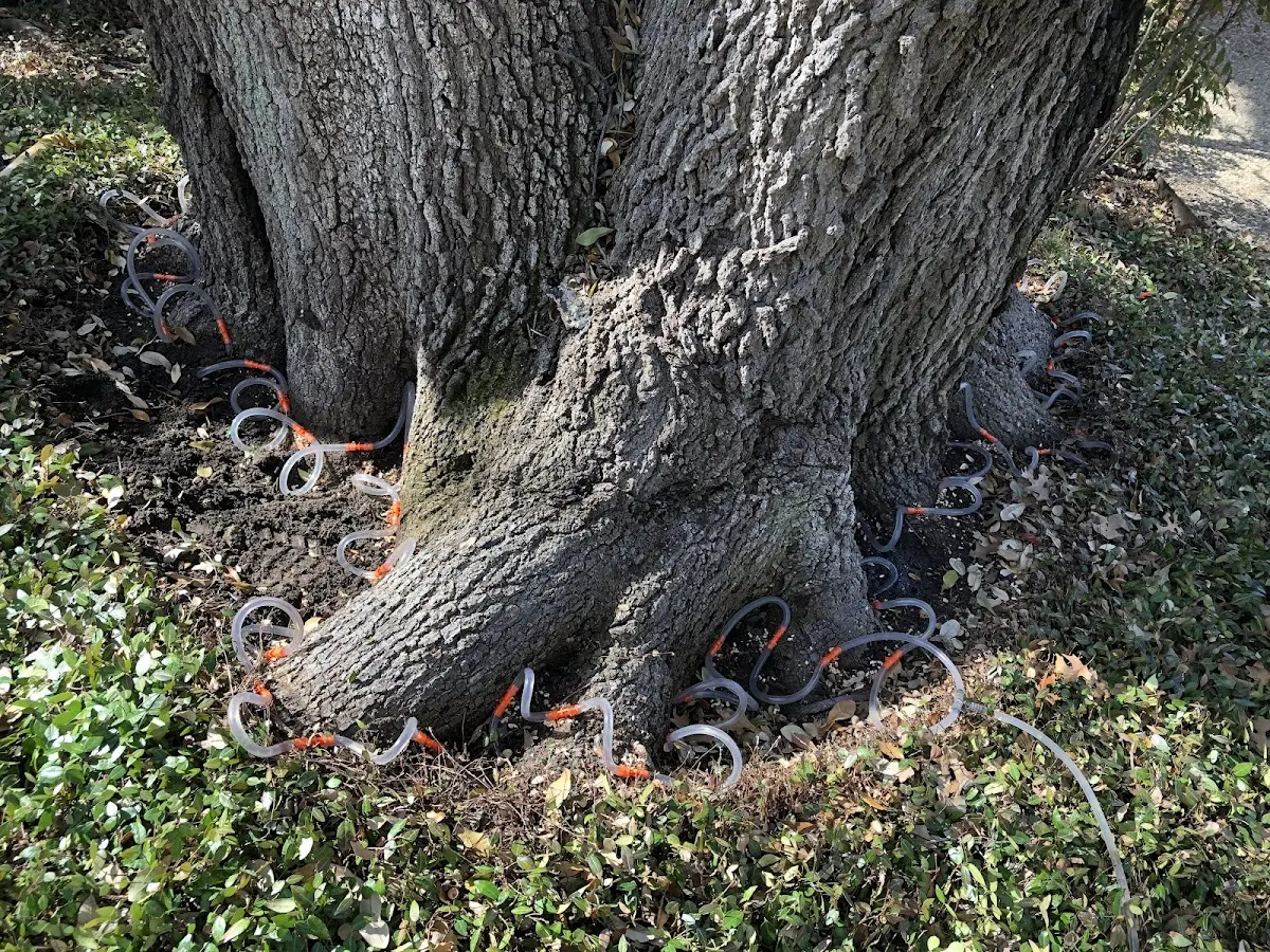 Detailed Tree Cabling and Bracing job site in Hiller
