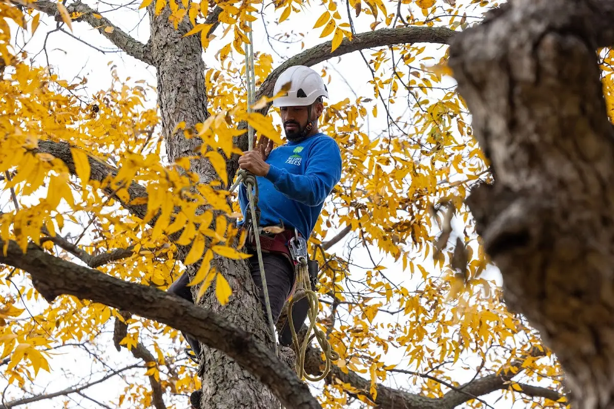 Skilled Tree Transplanting crew working in Hiller