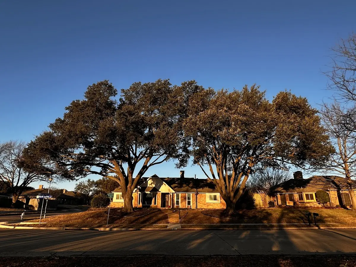 Established residential canopy tree shading a home in Hiller